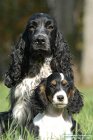 cocker2