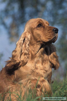 cocker3