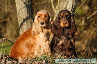 cocker5