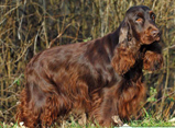 cocker6