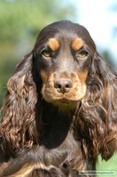 cocker glamys