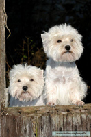 westies glamys