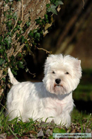 westy westie