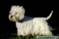 westie