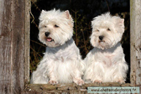westies toilettage
