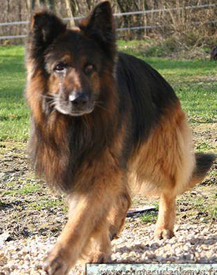berger allemand du domaine de fontaine yot