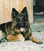 berger allemand glamys