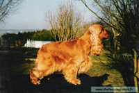 cocker4