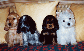chiots elevage